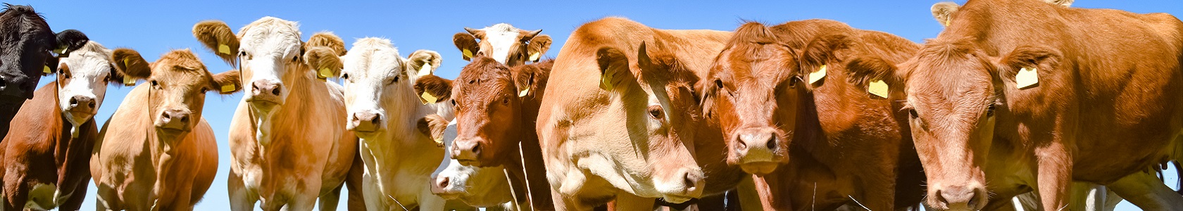 Braune, neugierige Fleischrinder stehen dicht gedrängt auf der Weide, Banner